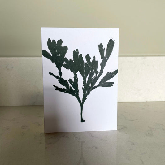 Green Seaweed on white background Greeting Card